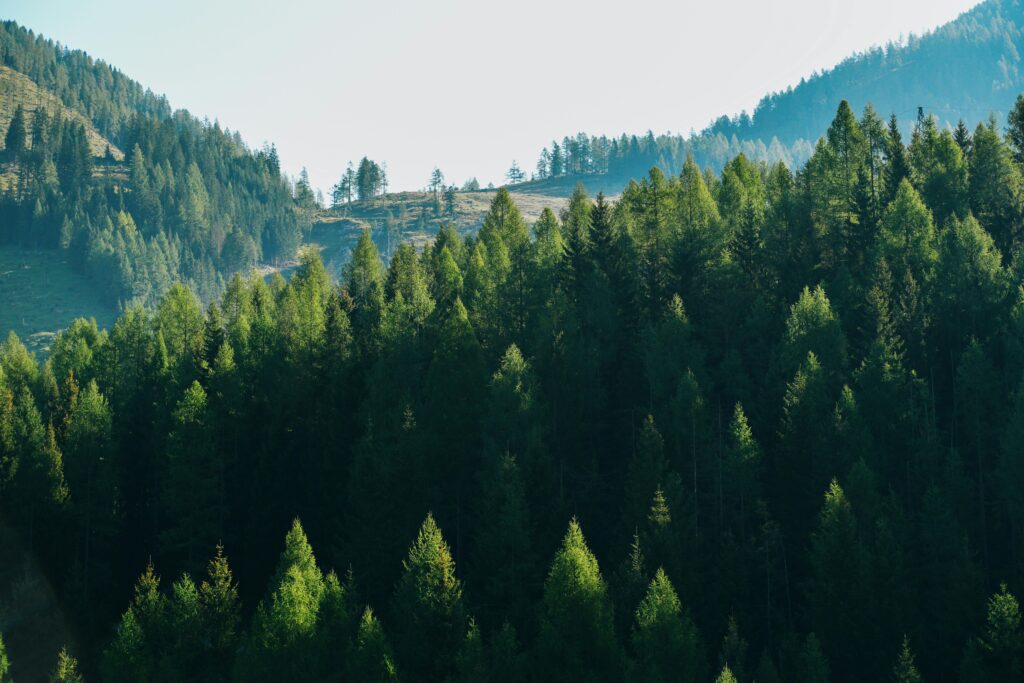 Captivating view of lush green alpine forest in the European mountains.